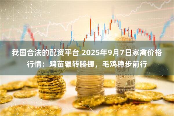 我国合法的配资平台 2025年9月7日家禽价格行情：鸡苗辗转腾挪，毛鸡稳步前行